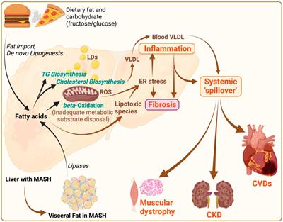 Systemic impacts of metabolic dysfunction-associated steatotic liver disease (MASLD) and metabolic dysfunction-associated steatohepatitis (MASH) on heart, muscle, and kidney related diseases